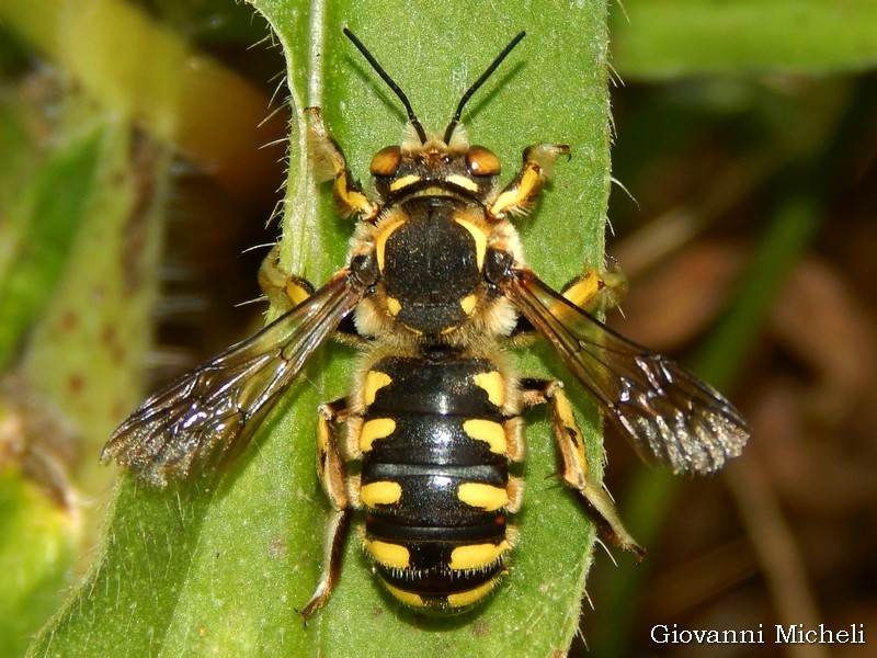 Anthidium cfr. florentinum (Apidae Megachilinae)